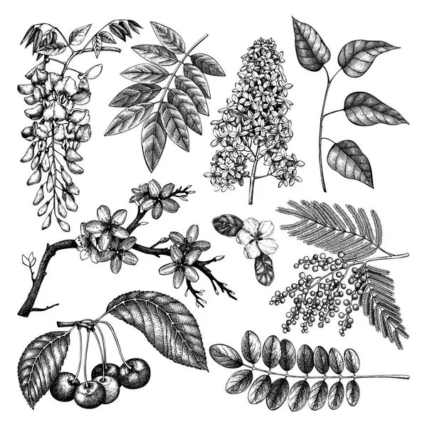 Conjunto Vetorial Ilustração Árvores Florescentes Desenhadas Mão Elementos Design Primavera —  Vetores de Stock