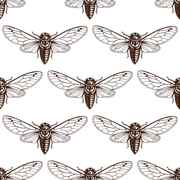 Fond Vectoriel Avec Dessin Main Cicada Illustration Sauterelle Gravée Vintage — Image vectorielle