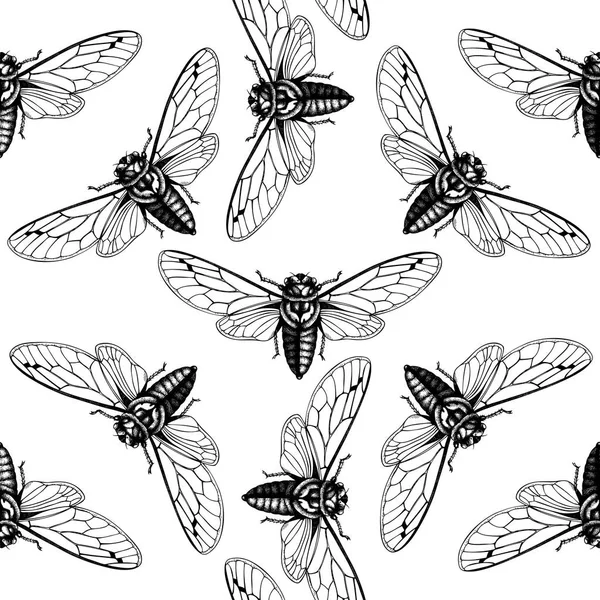 Fundo Vetorial Com Esboço Cicada Desenhado Mão Ilustração Gafanhoto Gravado — Vetor de Stock