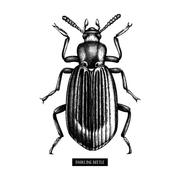 Esboço Besouro Darkling Desenhado Mão Ilustrações Vintage Bug Preto Fundo — Vetor de Stock