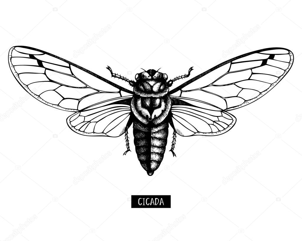 Vector illustration of hand drawn Cicada sketch. Vintage engraved locust illustration isolated on white. Entomological, insects collection