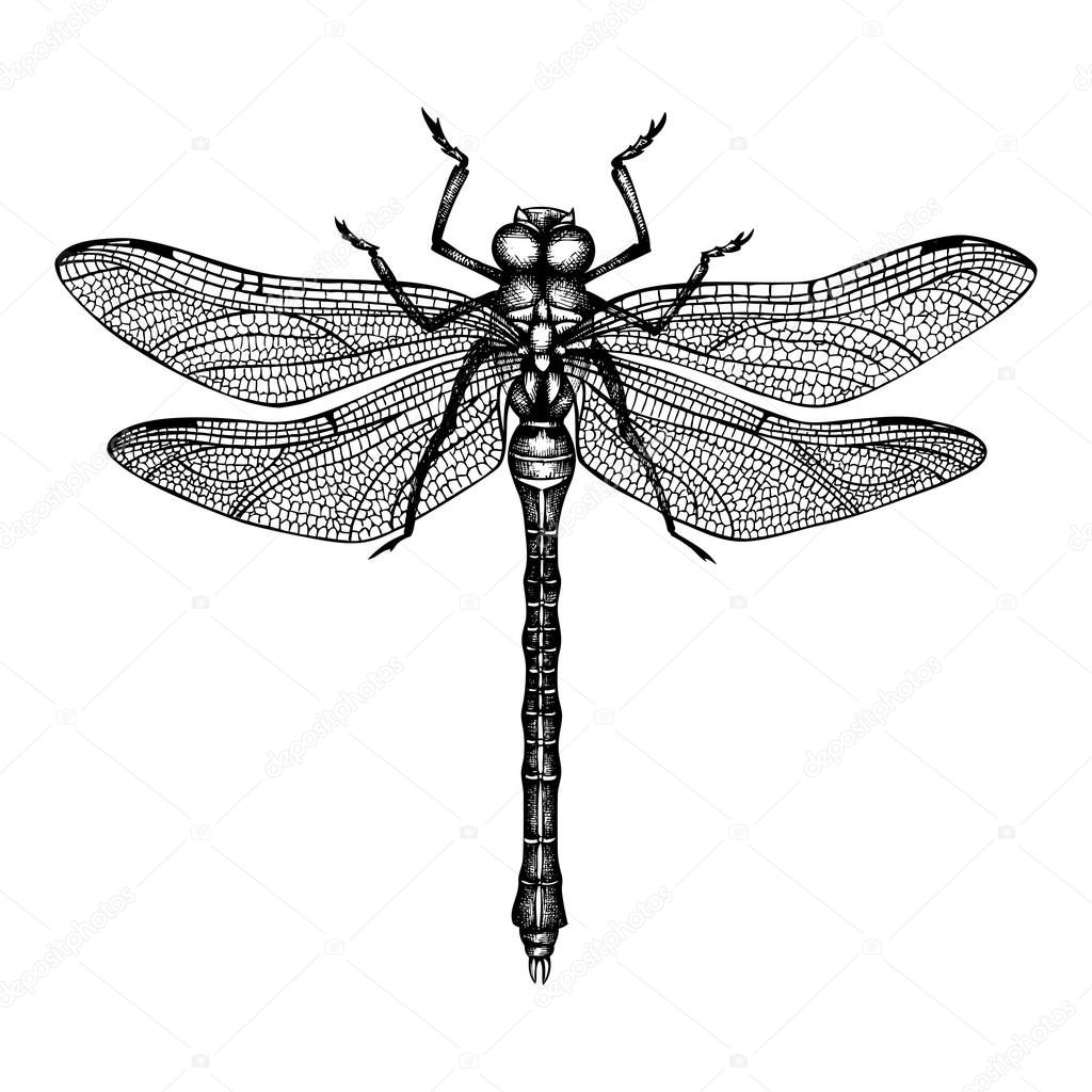 Vector illustration of hand drawn dragonfly. Vinatge insects sketch collection. Spring design template.