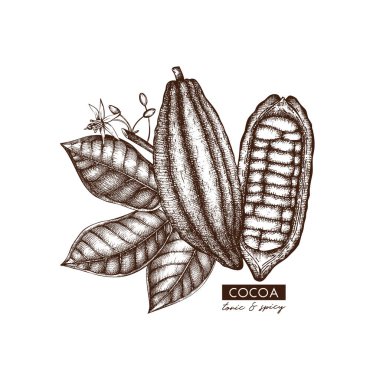 Kakao çekirdekleri, yaprak ve çiçek Vintage el çizilmiş kroki