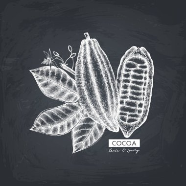Kakao çekirdekleri, yaprak ve çiçek Vintage el çizilmiş kroki