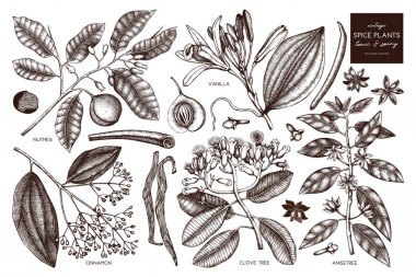 El baharat bitkileri kümesi beyaz zemin üzerine çekilmiş.