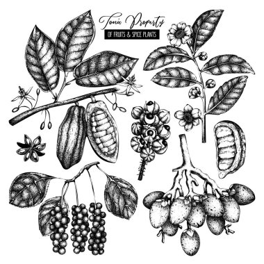 El çizim tonik ve baharat bitkileri