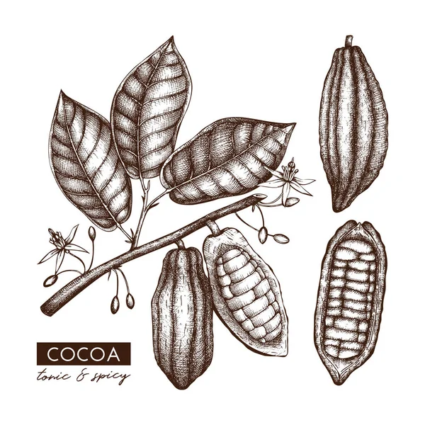 Boceto Elaborado Mano Vintage Granos Cacao Hojas Flores — Vector de stock