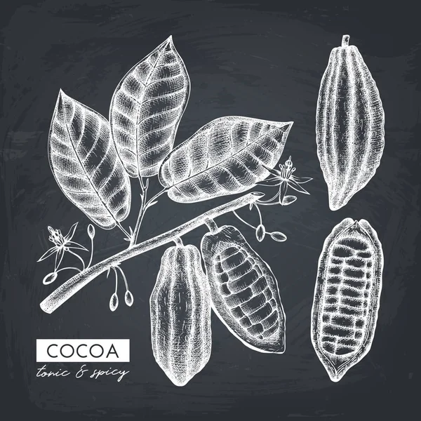 Boceto Elaborado Mano Vintage Granos Cacao Hojas Flores — Vector de stock