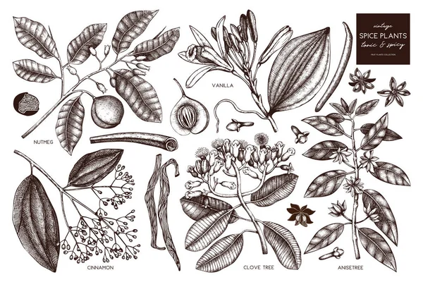 Set Disegnato Mano Piante Spezie Sfondo Bianco — Vettoriale Stock