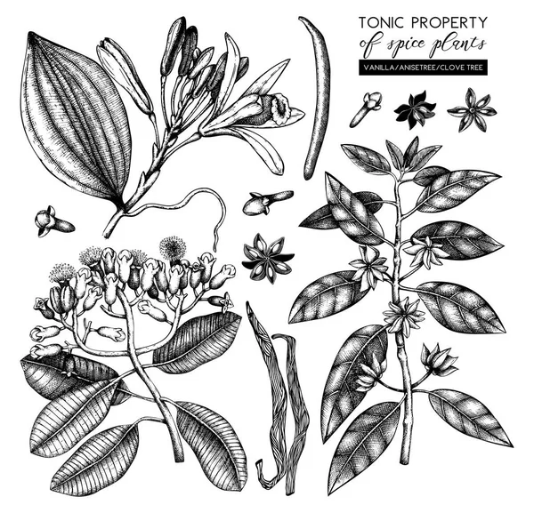 Hand Getekend Instellen Van Spice Planten Witte Achtergrond — Stockvector