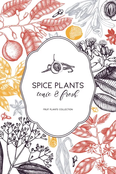 スパイスの植物とヴィンテージ手描き下ろしポスター — ストックベクタ