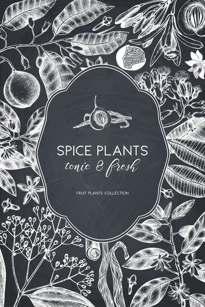 Cartel Vintage Dibujado Mano Con Plantas Especias — Archivo Imágenes Vectoriales