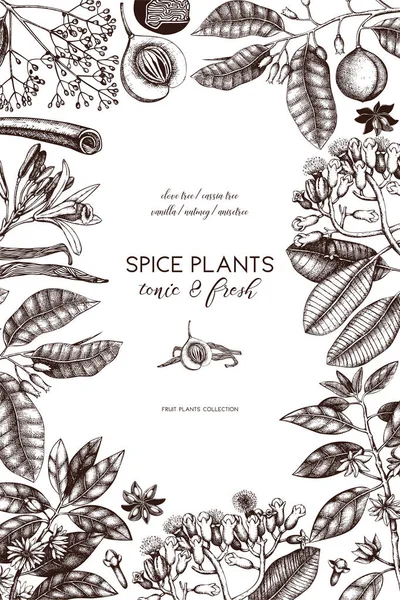 Cartaz Desenhado Mão Vintage Com Plantas Especiarias —  Vetores de Stock