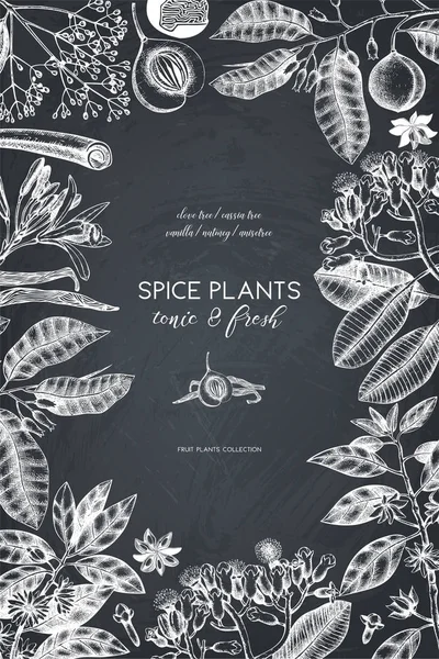 Cartel Vintage Dibujado Mano Con Plantas Especias — Vector de stock