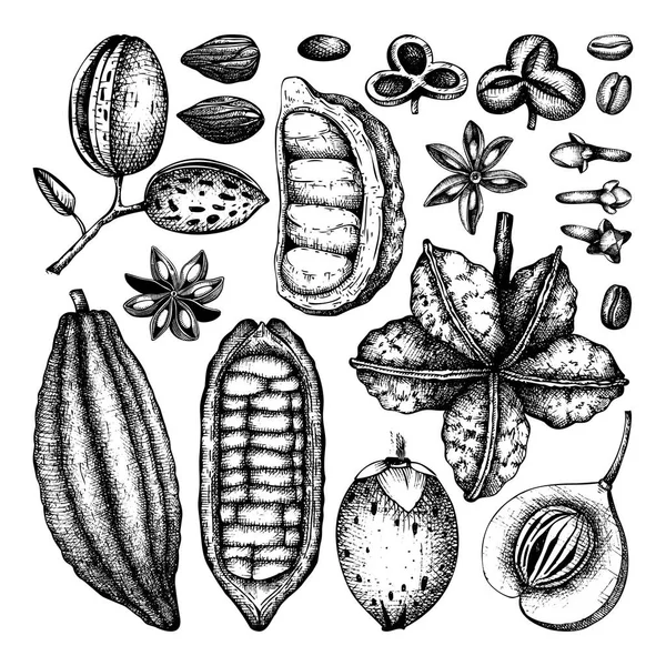 Conjunto Dibujado Mano Plantas Tónicas Sobre Fondo Blanco — Archivo Imágenes Vectoriales