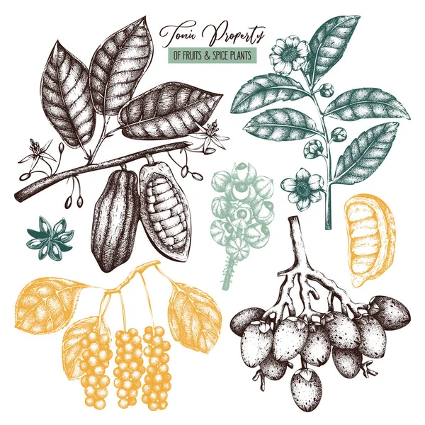 Set Hand Drawing Tonic Spice Plants — Stock Vector