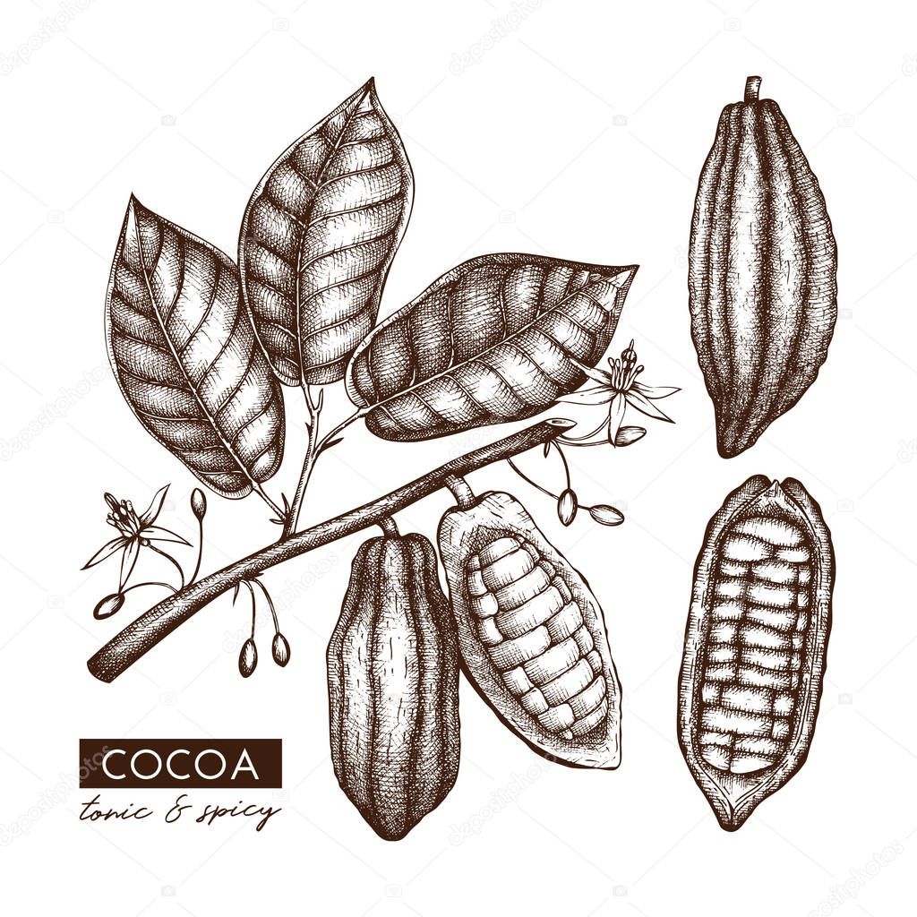 Vintage hand drawn sketch of cocoa beans, leaves and flowers