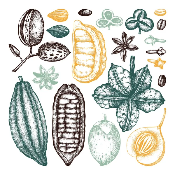 手拉和辛辣植物收集 矢量插图 — 图库矢量图片