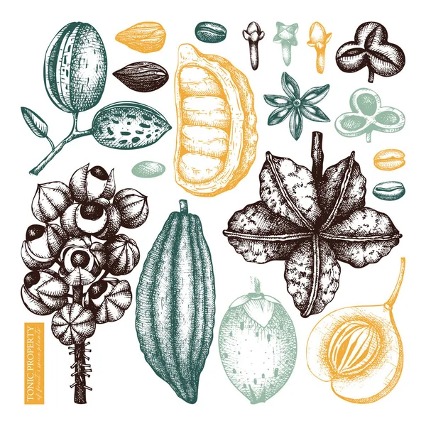 Hand Getekend Collectie Van Tonic Kruidige Planten Vectorillustratie — Stockvector