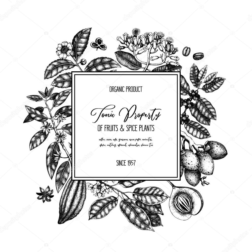 Vector design template with tonic and spicy plants. Hand drawn spices illustration. Vintage frame with aromatic elements. Perfumery and cosmetics ingredients on white background