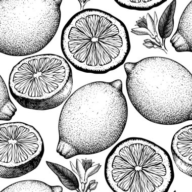Narenciye seamless modeli. Limon arka plan. Vektör meyve çizim. Çizim logo, simge, etiket, ambalaj tasarımı için yaz.