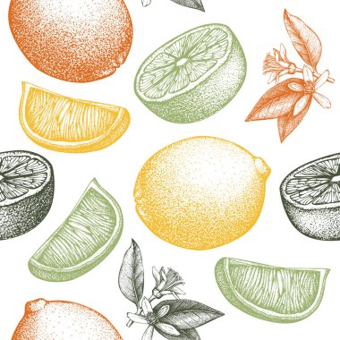 Narenciye seamless modeli. Arka plan kireç. Vektör meyve çizim. Çizim logo, simge, etiket, ambalaj tasarımı için yaz.
