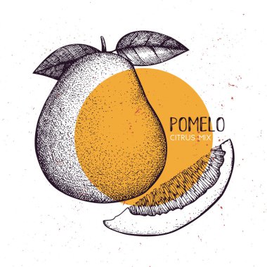 Pomelo vintage tasarım şablonu. Botanik illüstrasyon oyulmuş narenciye meyve ile. Çizim vektör greyfurt.