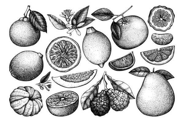 Vintage Tinta Mão Coleção Desenhada Frutas Cítricas Desenhos Vetoriais Isolados — Vetor de Stock