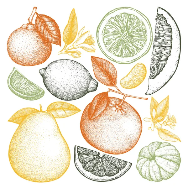 Collection Vintage Fruits Dessinés Main Encre Dessins Vectoriels Isolés Sur — Image vectorielle