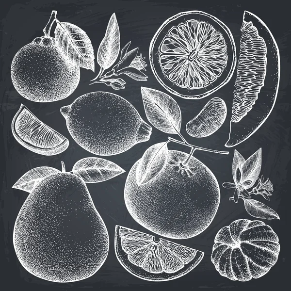 老式收集的墨手画柑橘水果素描 非常详细的异国植物概述黑板 — 图库矢量图片