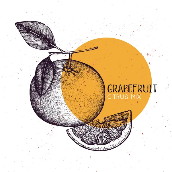 グレープ フルーツのビンテージ デザイン テンプレートです 植物のイラスト 刻まザボン ベクトル描画します 柑橘系の果物 — ストックベクタ