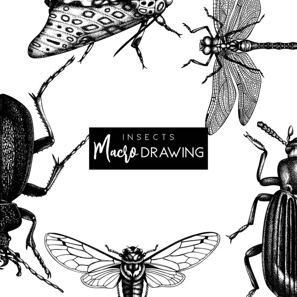 Vektorový Pozadí Ručně Tažené Hmyz Ilustrace Vintage Butterfly Cikáda Beetle — Stockový vektor