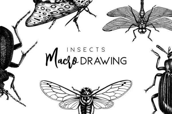 배경으로 손으로 그린된 빈티지 딱정벌레 잠자리 그리기 곤충학 템플릿 디자인 — 스톡 벡터