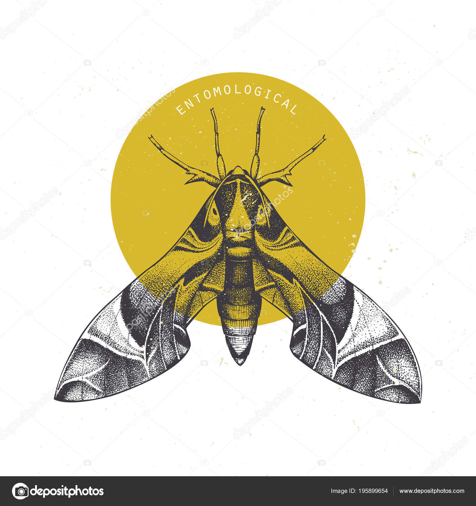 Croquis Dessiné Main Des Lauriers Roses Sphinx Sur Fond