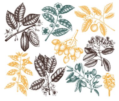 El tonik bitkiler kümesi beyaz zemin üzerine çekilmiş.