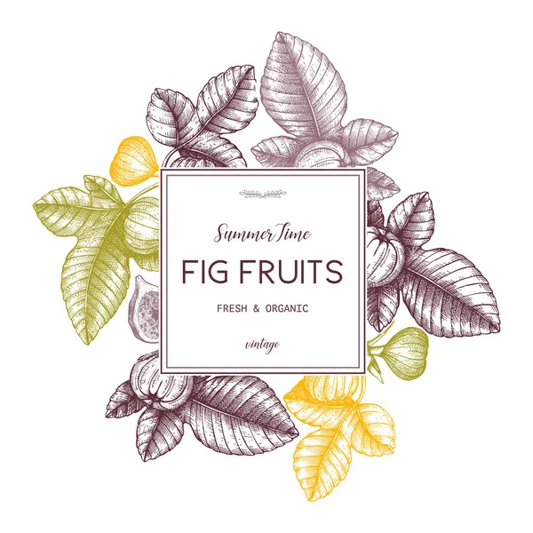 Cartaz Desenhado Mão Com Fruta Figo Sobre Fundo Branco —  Vetores de Stock