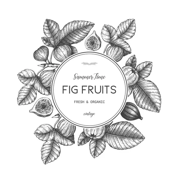 Hand Drawn Poster Fig Fruit White Background — Stock Vector