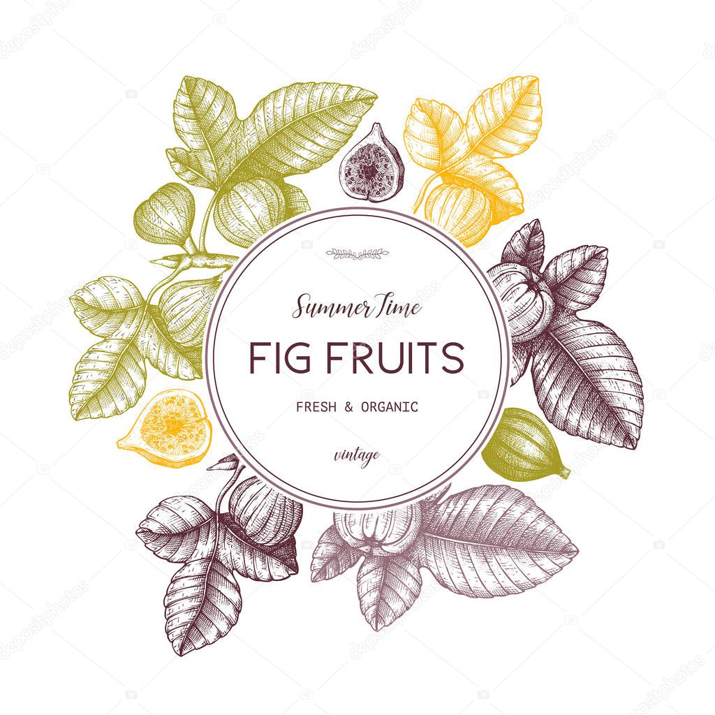 Hand drawn poster with fig fruit on white background