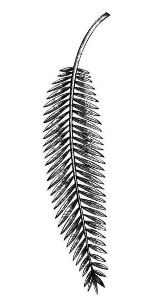 Illustrazione vettoriale di foglie di palma da banana. Albero tropicale disegnato a mano l — Vettoriale Stock