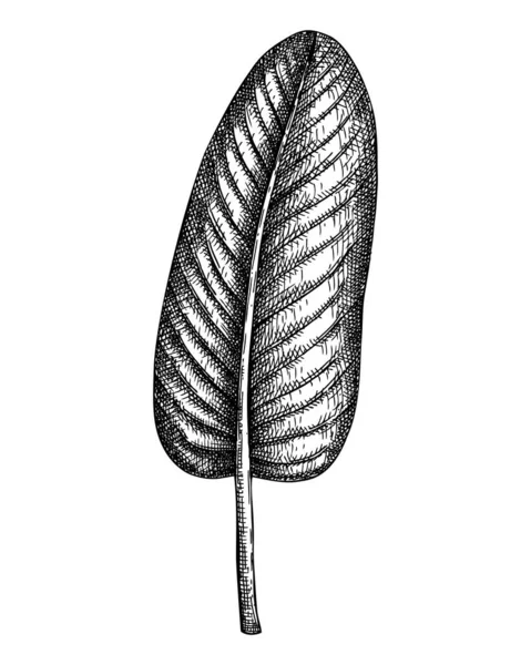 Strelitzia Leaf Botanical Illustration 배경에 식물을 손으로 그렸습니다 이국적 스케치 — 스톡 벡터