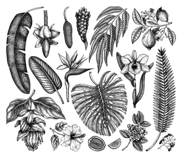 Plantes tropicales, fleurs exotiques, agrumes, feuilles de palmier — Image vectorielle