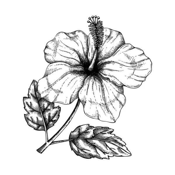 Flor de hibisco con ilustración botánica de hojas. Mano dibujada t — Archivo Imágenes Vectoriales