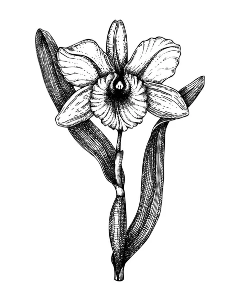 Corsage Orchidee botanische illustratie. Handgetekende tropische stroming — Stockvector