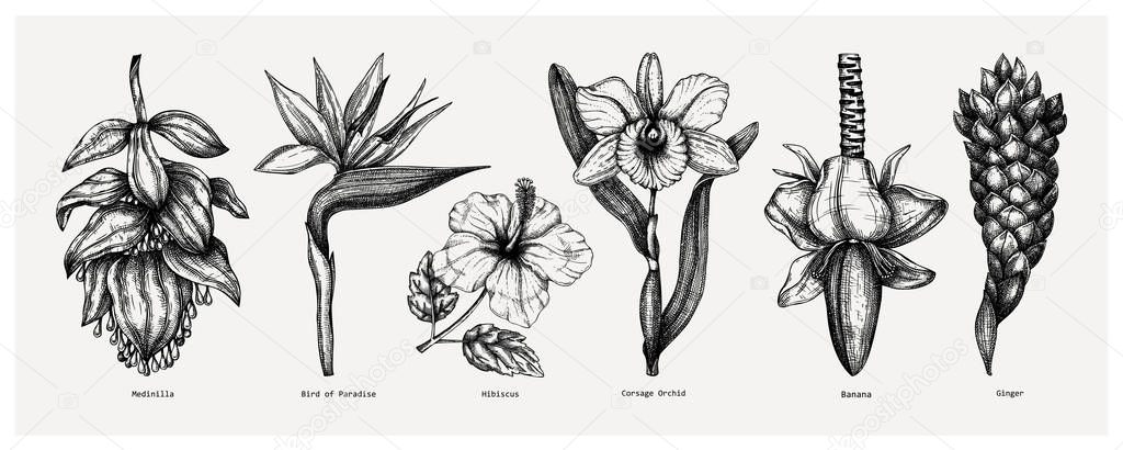  Tropical flowers sketches collection. Vector illustrations 