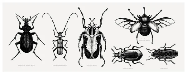 Collection vectorielle de croquis très détaillés d'insectes. Poignée — Image vectorielle