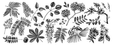 El çizimi vektör kümesi çiçek açan ağaçlar illüstrasyon. 