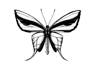 Yeni Gine 'den Cennet Kelebeği' nin detaylı bir çizimi. El çizimi böcek çizimi. Tropik kelebek koleksiyonu. Beyaz arkaplanda vintage entomolojik çizim. 