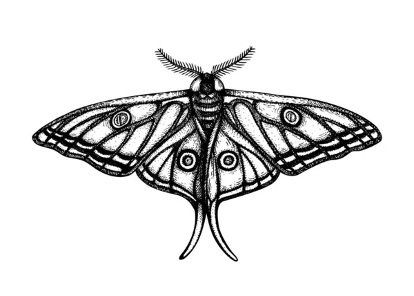 Illustration Détaillée Papillon Lunaire Espagnol Graellsia Isabellae Croquis Papillon Tropical — Image vectorielle