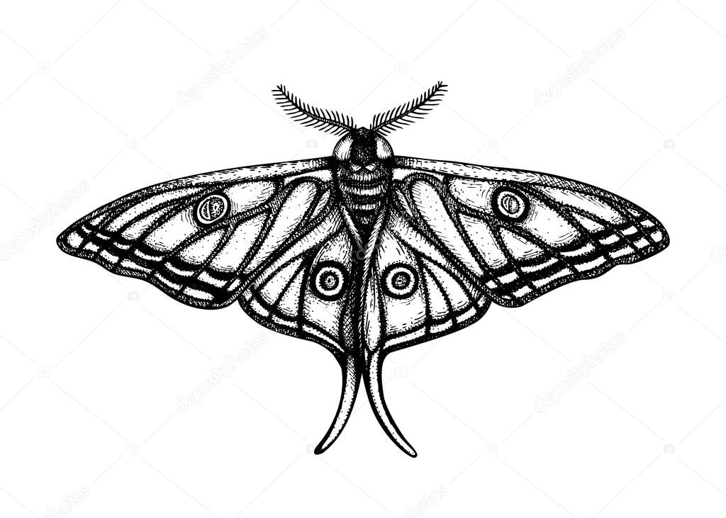 High detailed illustration of Spanish moon moth (Graellsia isabellae). Hand drawn tropical butterfly sketch. Vintage insect drawing on white background. Tropical wildlife elements.