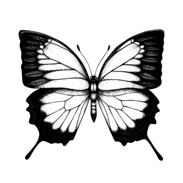 尤利西斯蝴蝶的高度详细的例证 热带昆虫手绘草图 蓝色帝王蝶 白色背景的古董昆虫学绘图 热带动物部分 — 图库矢量图片